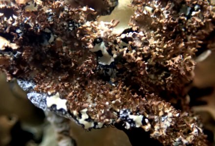 Pseudocyphellaria wilkinsii 95446296