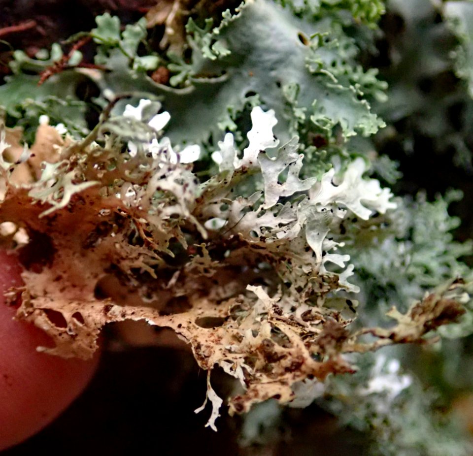 Pseudocyphellaria multifida 31109580