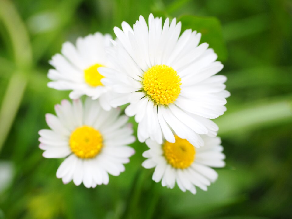 Bloom white bellis philosophy