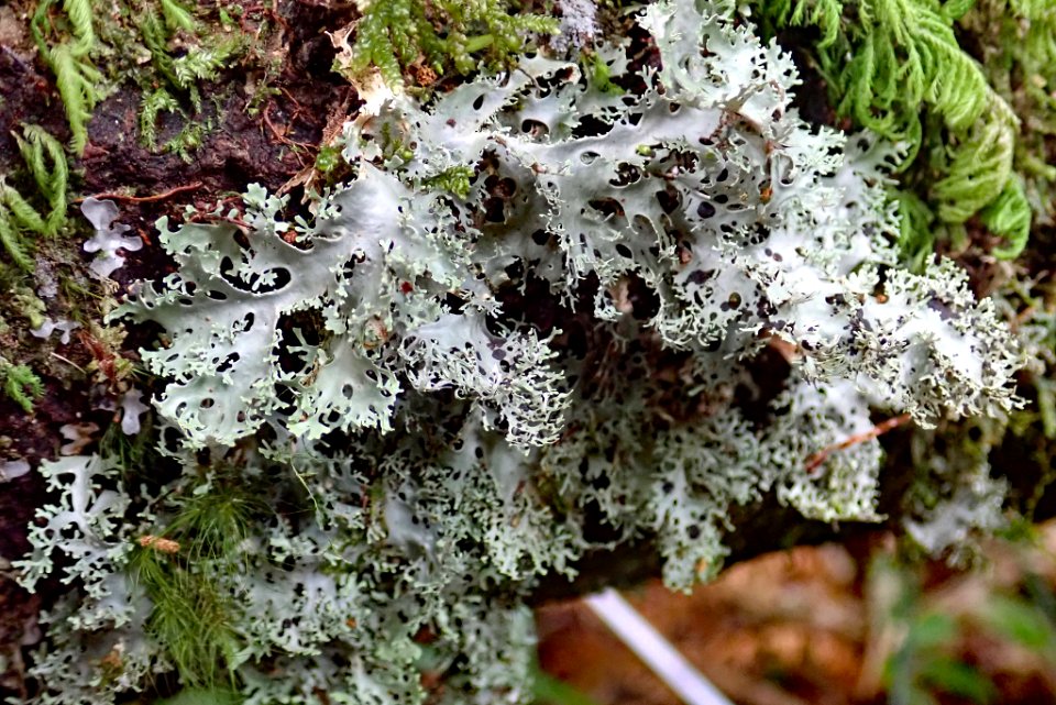 Pseudocyphellaria multifida 31109350