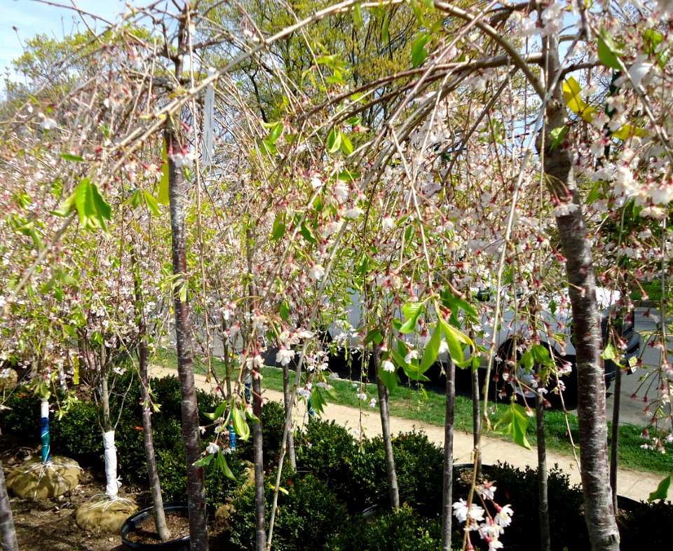 Prunus subhirtella Weeping Flowering Cherry plants growing in NJ in April