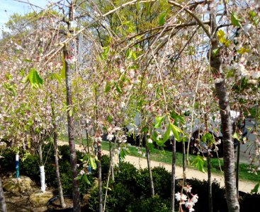Prunus subhirtella Weeping Flowering Cherry plants growing in NJ in April