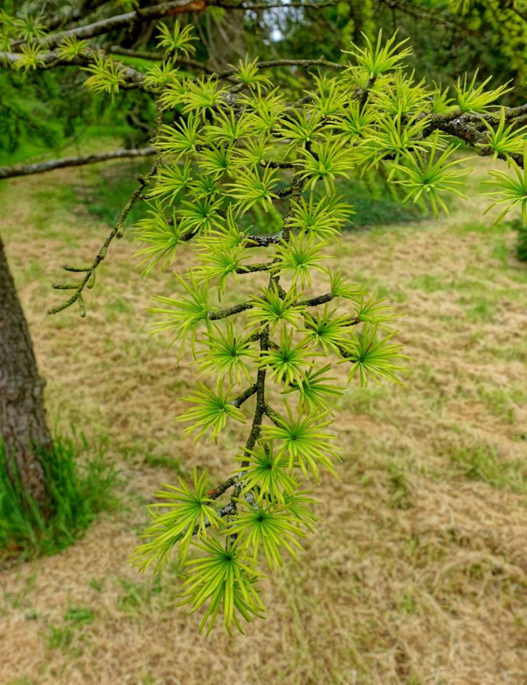 Pseudolarix amabilis - Hillier Gardens - Romsey, Hampshire, England - DSC04383
