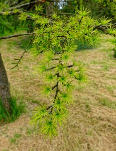 Pseudolarix amabilis - Hillier Gardens - Romsey, Hampshire, England - DSC04383