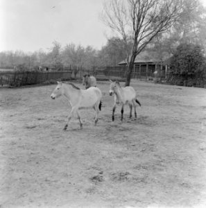 Przewalski-familie buiten op de loopweide in Diergaarde Blijdorp, Bestanddeelnr 912-3484