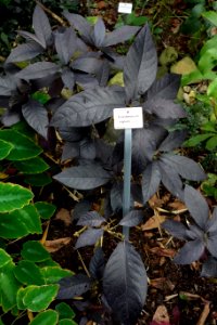 Pseuderanthemum carruthersii (Eranthemum nigrum) - Botanischer Garten, Dresden, Germany - DSC08608