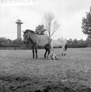 Przewalskipaardje in Blijdorp Moeder en zoon Poljako in de wei, Bestanddeelnr 912-5154