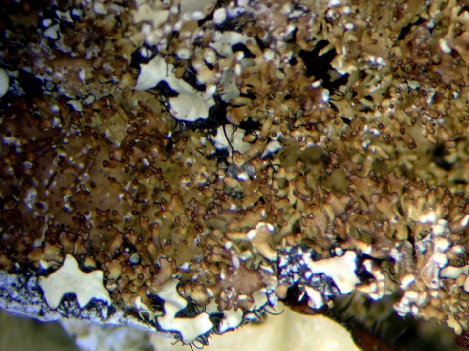 Pseudocyphellaria wilkinsii 95446857