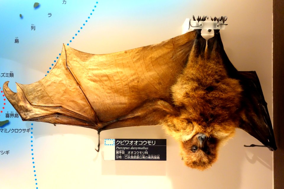 Pteropus dasymallus - National Museum of Nature and Science, Tokyo - DSC07085