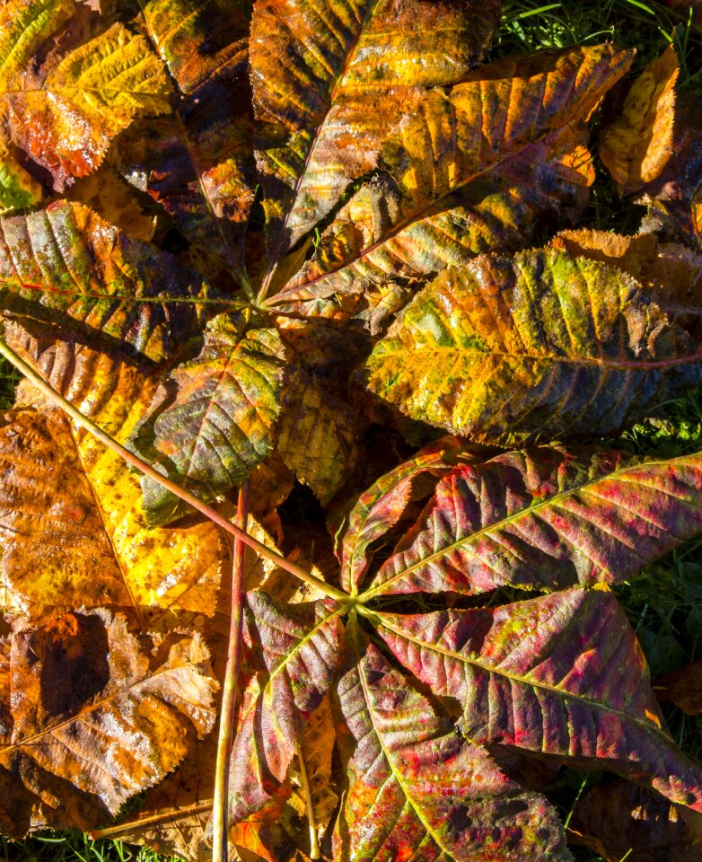 Autumn leaves yellow leaf photo