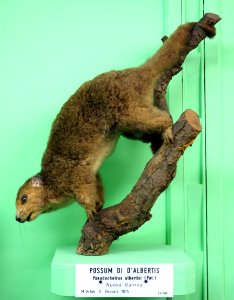 Pseudocheirus albertisi - Museo Civico di Storia Naturale Giacomo Doria - Genoa, Italy - DSC03015