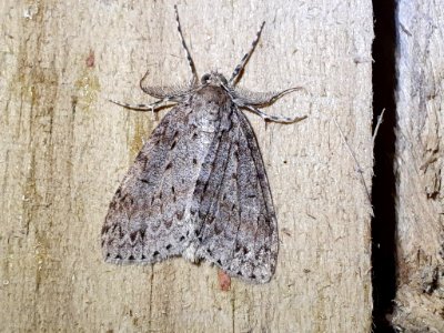 Pseudocoremia fenerata 102529842