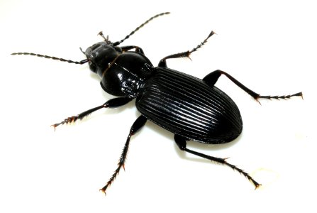 Pterostichus-melanarius-11-fws