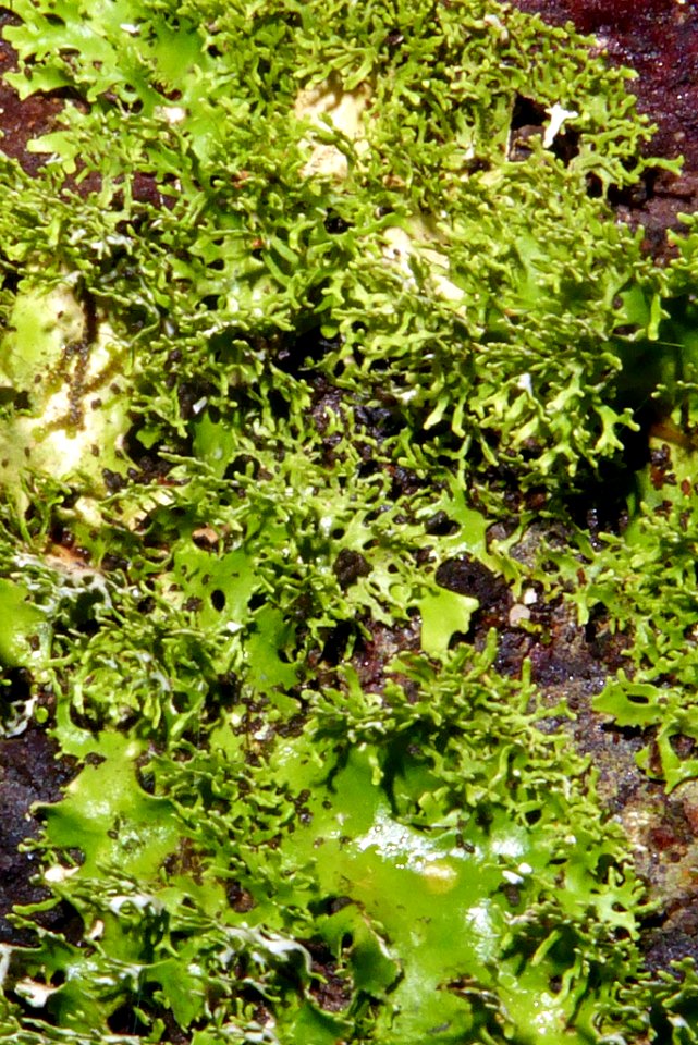 Pseudocyphellaria multifida3 by Peter de Lange