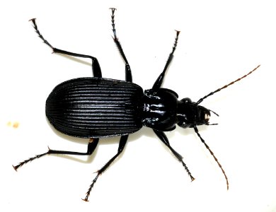 Pterostichus-niger-11-fws