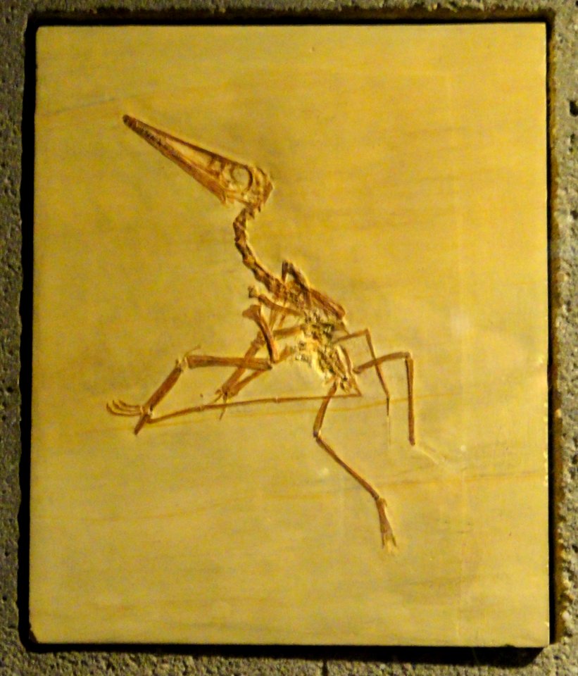 Pterodactylus antiquus - Naturmuseum Senckenberg - DSC02225
