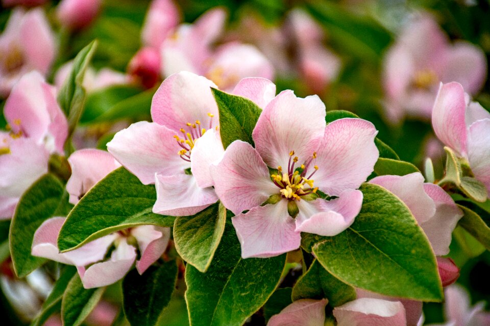 Nature spring flowers pink flower