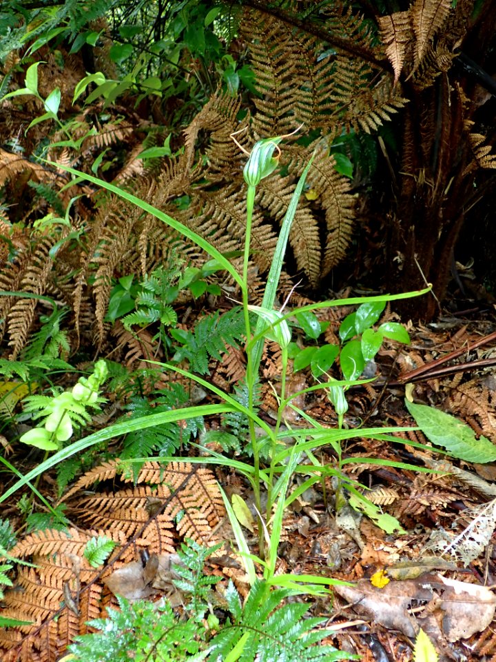 Pterostylis banksii 29304119