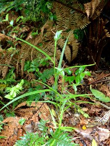 Pterostylis banksii 29304119