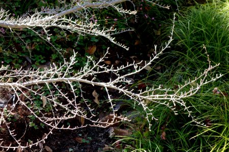 Pseudolarix amabilis - Quarryhill Botanical Garden - DSC03415