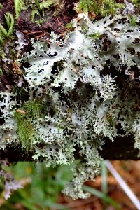 Pseudocyphellaria multifida 31109474
