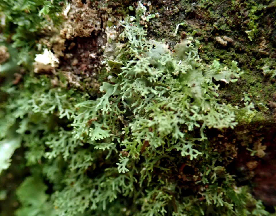 Pseudocyphellaria multifida 61419041 photo