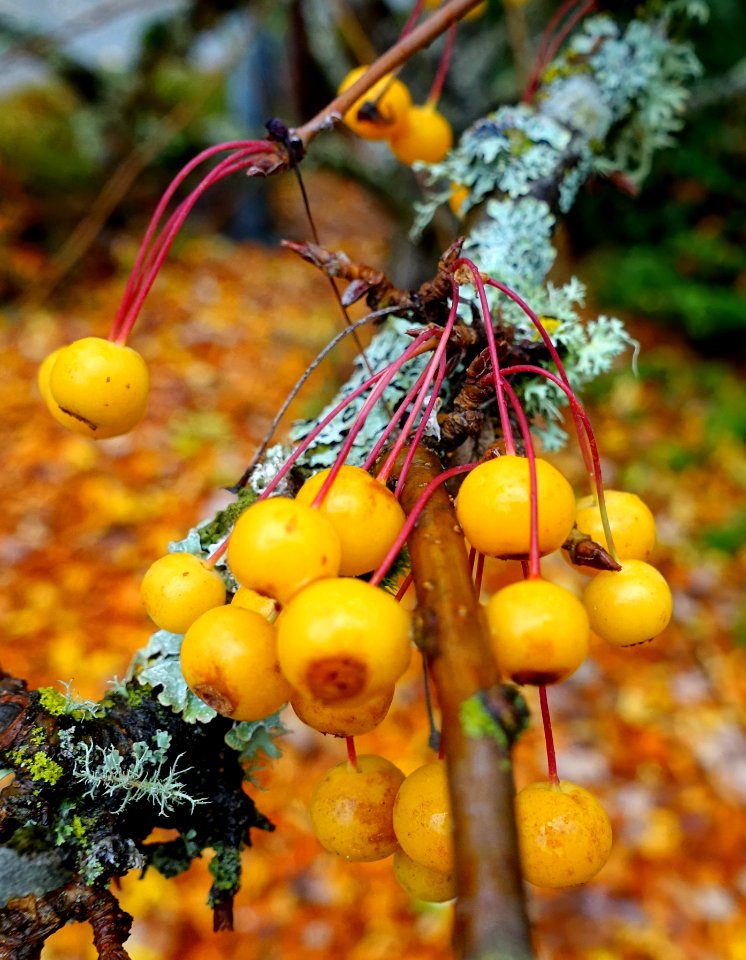 Prunus virginiana - Oregon Garden - Silverton, Oregon - DSC00174