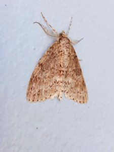 Pseudocoremia fenerata 140783715