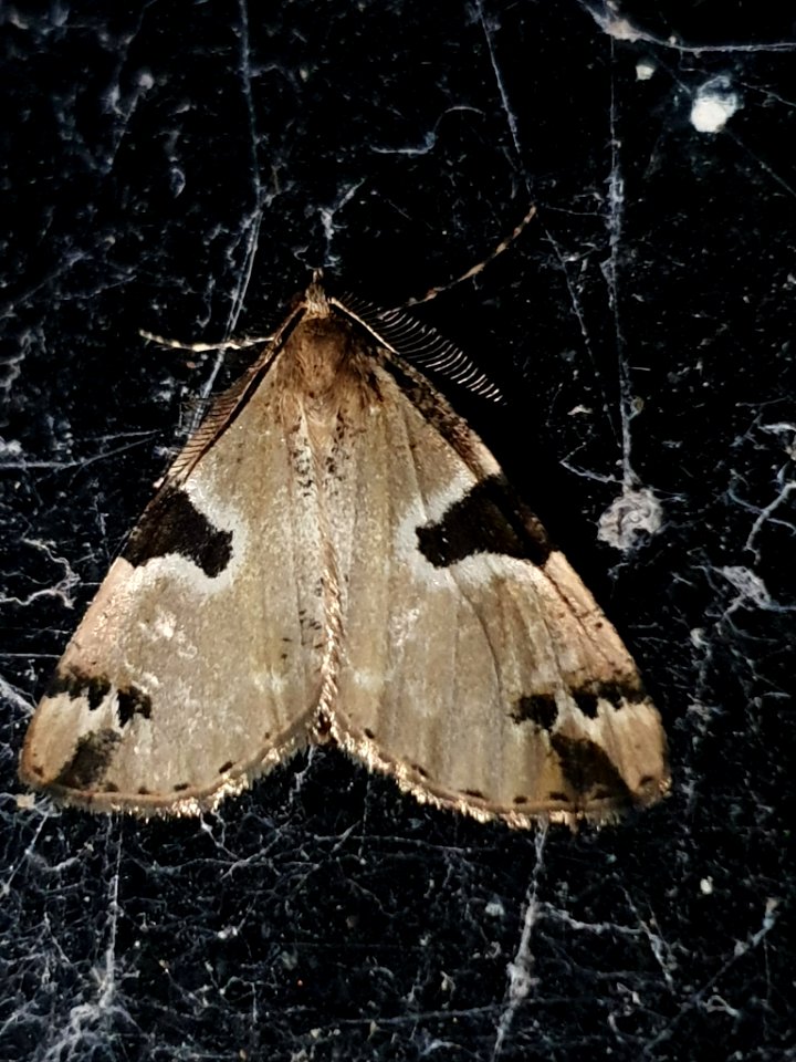 Pseudocoremia flava 55039934