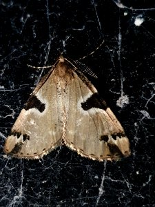 Pseudocoremia flava 55039934