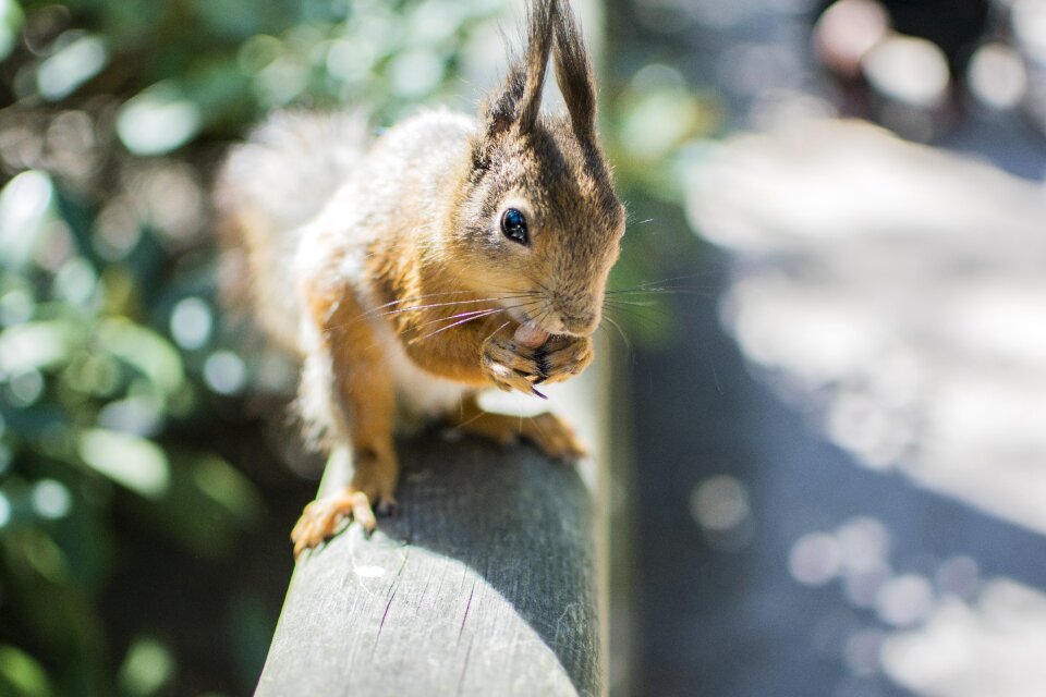 Park feeding rodent