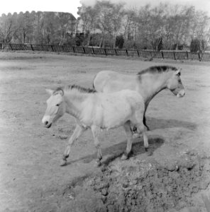 Przewalski-familie buiten op de loopweide in Diergaarde Blijdorp, Bestanddeelnr 912-3485