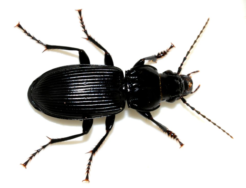 Pterostichus-melanarius-06-fws