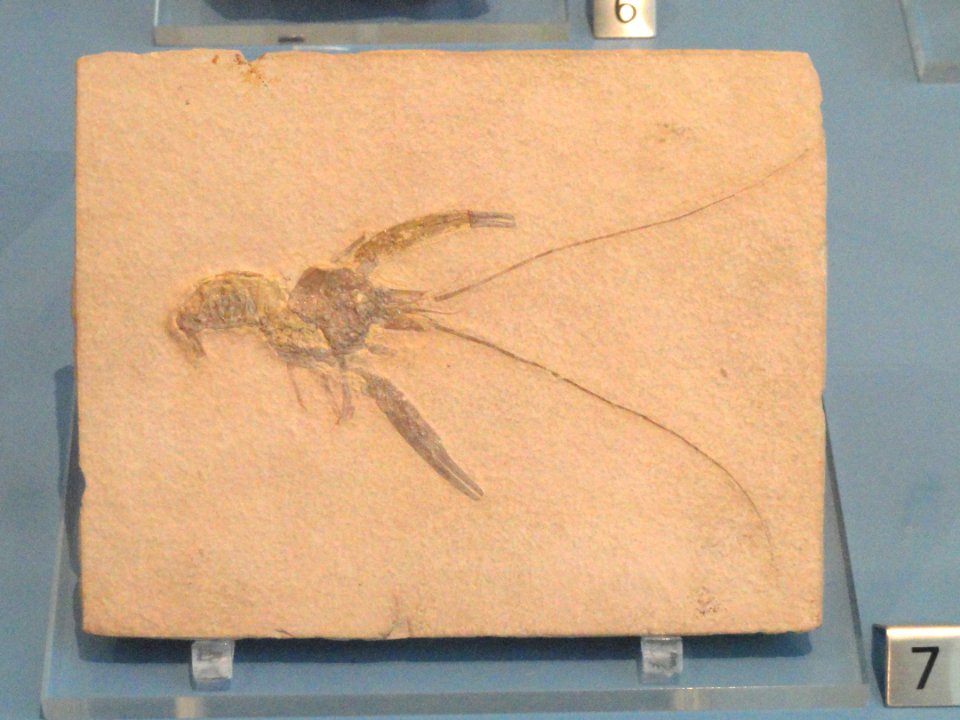 Pseudastachus speciosus - Royal Ontario Museum - DSC09988