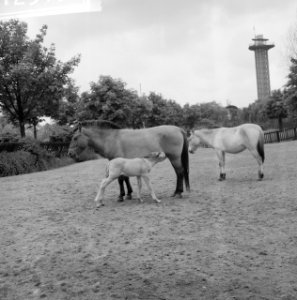 Przewalskipaardje in Blijdorp Moeder en zoon Poljako in de wei, Bestanddeelnr 912-5156