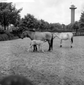 Przewalskipaardje in Blijdorp Moeder en zoon Poljako in de wei, Bestanddeelnr 912-5157