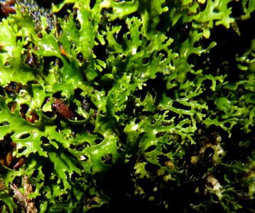 Pseudocyphellaria multifida 19843162
