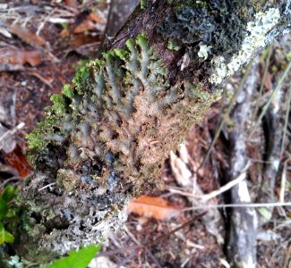 Pseudocyphellaria wilkinsii 1759445 photo