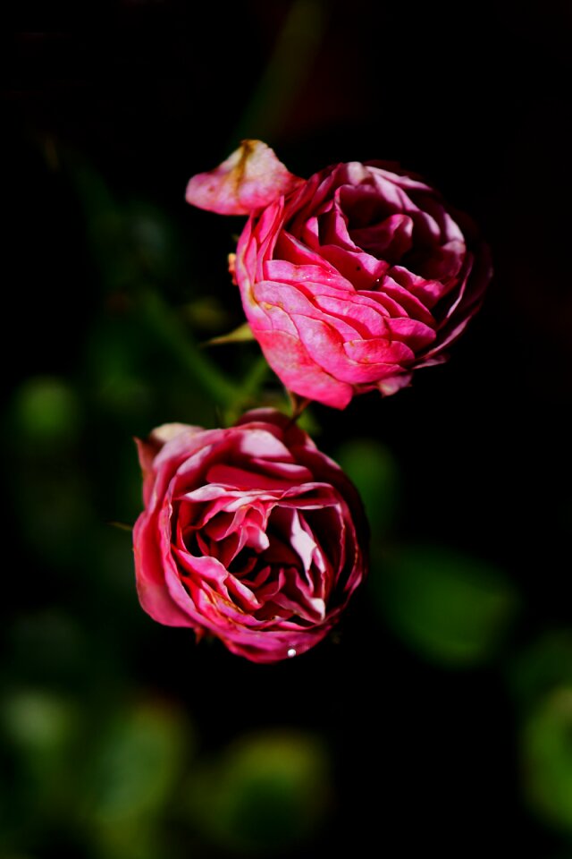 Blossom bloom rose bloom