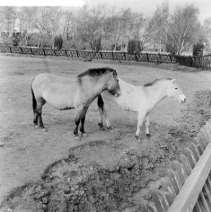Przewalski-familie buiten op de loopweide in Diergaarde Blijdorp, Bestanddeelnr 912-3483
