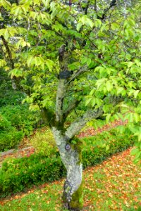 Prunus cerasifera - Jardim Botânico da Universidade de Coimbra - Coimbra, Portugal - DSC08904