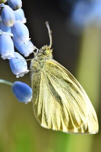 Insect yellow close up