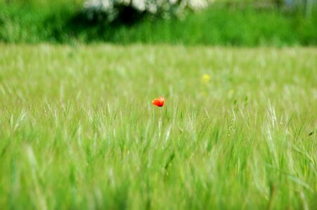 Meadow field poppy flower photo