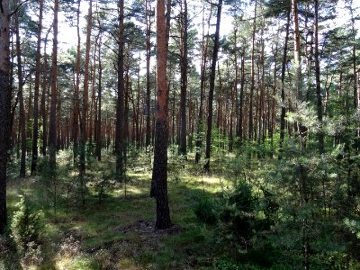 PuszczaBydgoska k Dabrowy 5 7-2015