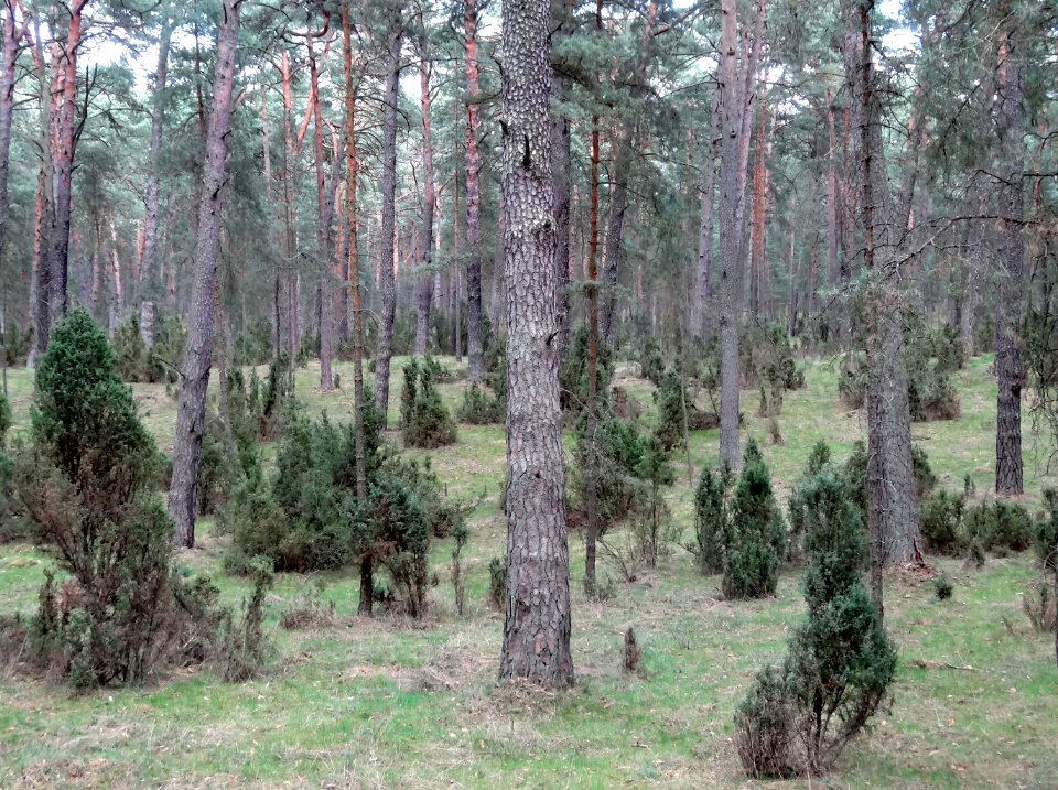 Puszcza Bydgoska rezerwat Lazyn 39 4-2015