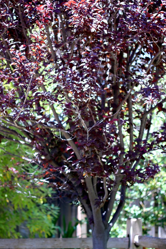 Prunus cerasifera 'Atropurpurea' IMG 2901