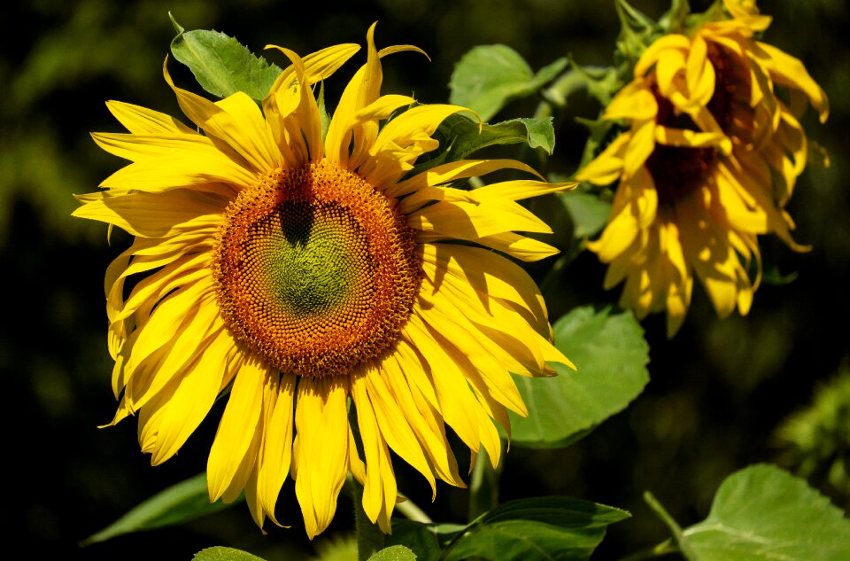 Yellow summer nature
