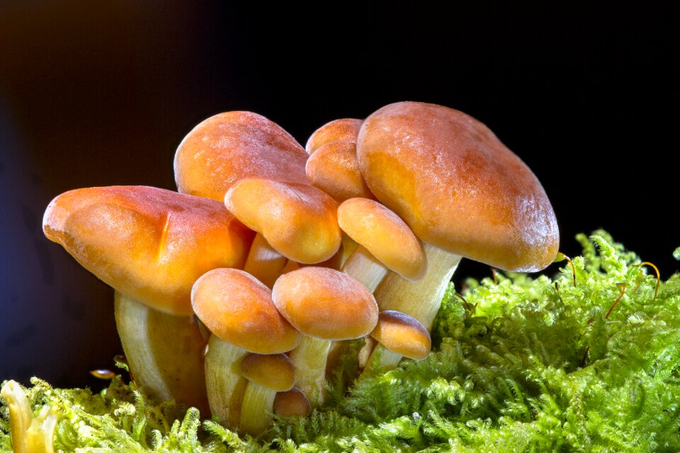 Mini mushroom small mushroom mushrooms