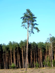 Puszcza Bydgoska PLB 3 08-2014