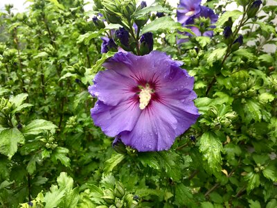 Bloom purple flower